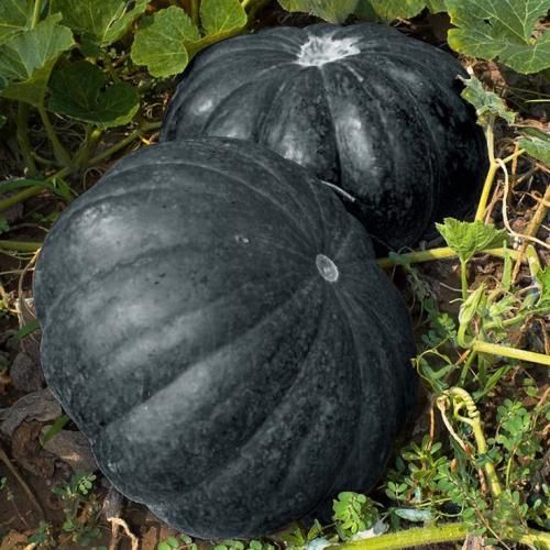 اهنگ زده بارون زده بارون به اون صورت ماهت یکمی خیس شدن