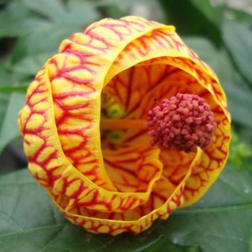  من هنوز نیومده کارت ملیم میره اسکی با بست فرندش