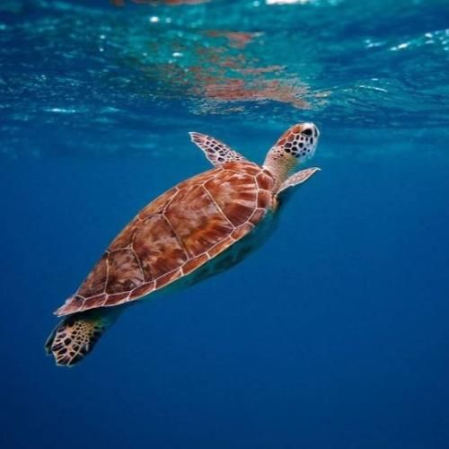  زندگی تلخه روبوستائه با شیر بزن بشه لاته