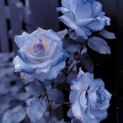 ماهک ار نبینمش خرابم نبین مونه خرابه