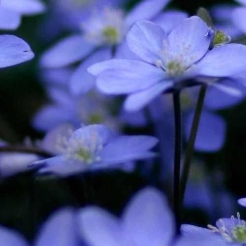 سارا قاسمی من یه زنم