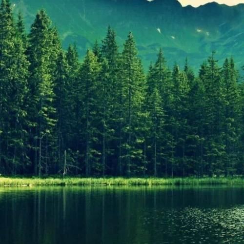 تامارا بی تو نصفم