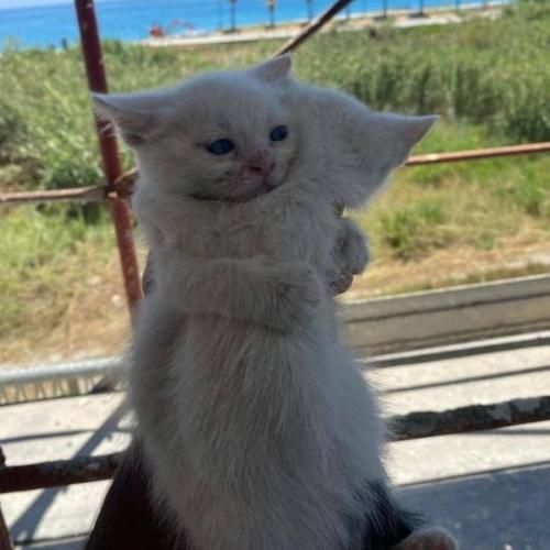 عرق سگی زدی یه سره پنیر و کره میزنی