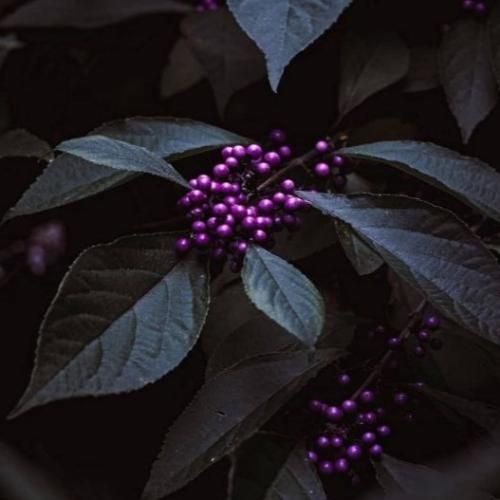 سیگار خو هیچ مورفینم دردیلم آروم نمکه