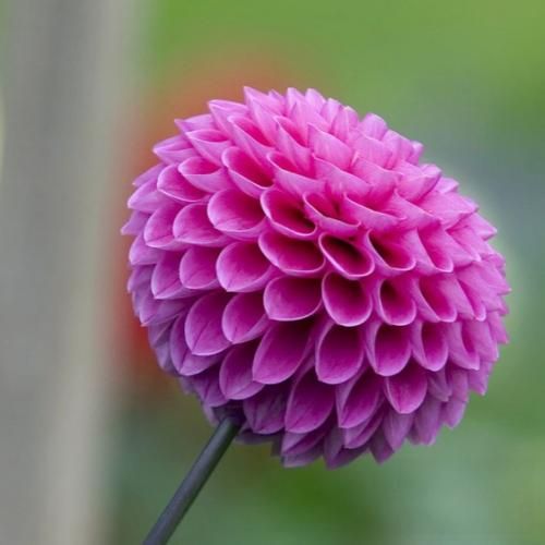 تکیلارو میریزه تو لیوان ببین مارو یه میلیارد میخرم یه فیگارو